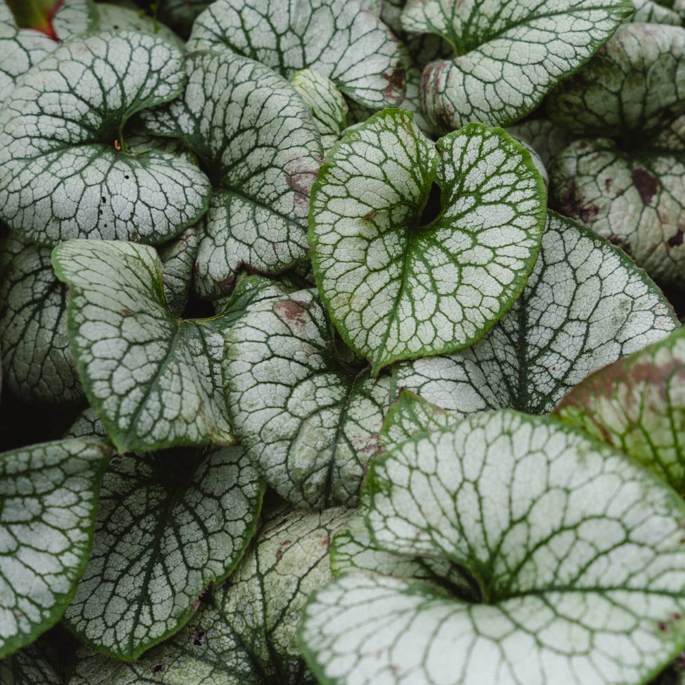 Beplanting laten doen Beplanting laten doen